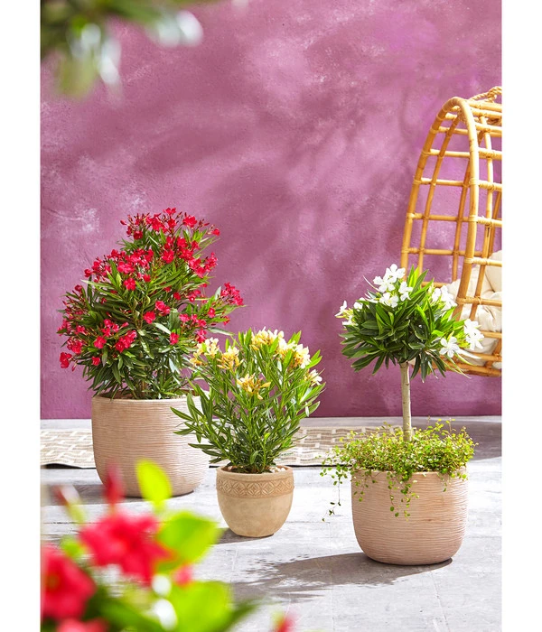 Dehner Terrakotta-Topf Neapel, Rund – Bild 2