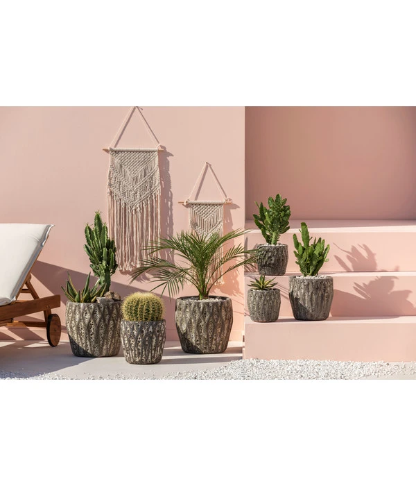 Feigenkaktus - Opuntia Consolea – Bild 4