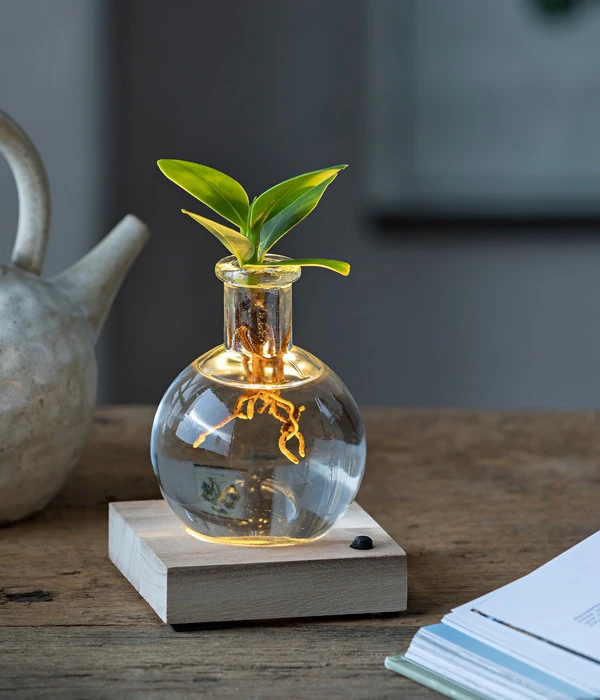 Waterplant Balsamapfel Im Kugelglas - Clusia Rosea 'Princess', Mit LED – Bild 2