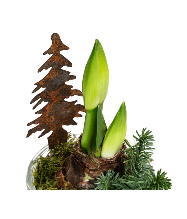 Amaryllis Im Glastopf, Ca. Ø14 Cm – Bild 2