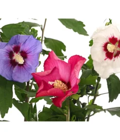 Hibiskus-Trio - Garten-Eibisch