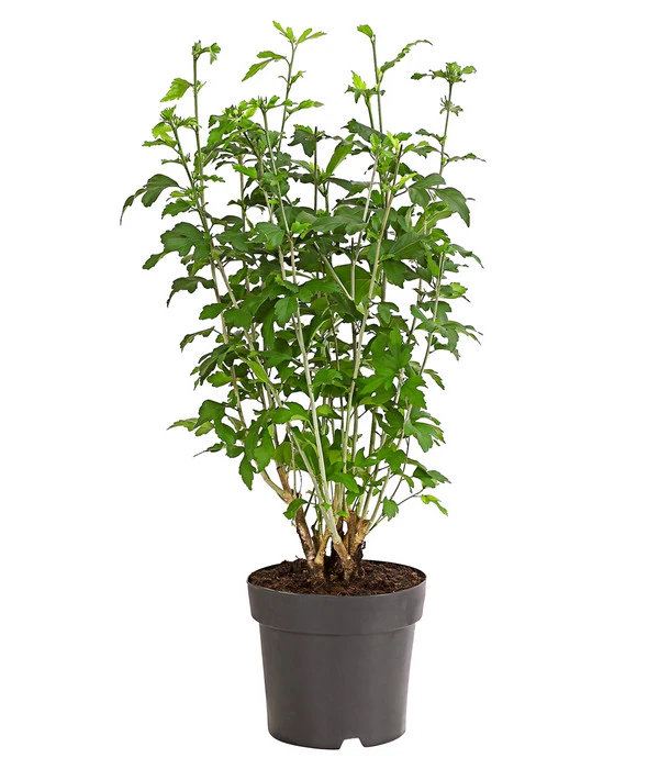 Hibiskus-Trio - Garten-Eibisch – Bild 2