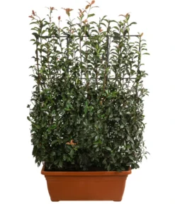 Purpur-Glanzmispel 'Glanzkopf', Ca. 170 Cm