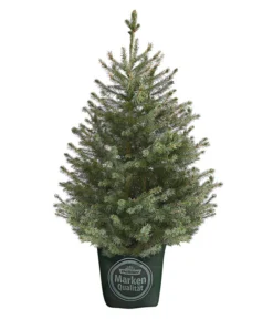 Serbische Fichte, Ca. 70-80 Cm, Im Topf Gewachsen