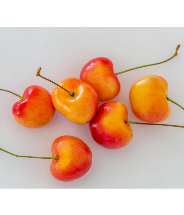 Kirschen-Duo 'Regina/Napoleon' â Bild 4