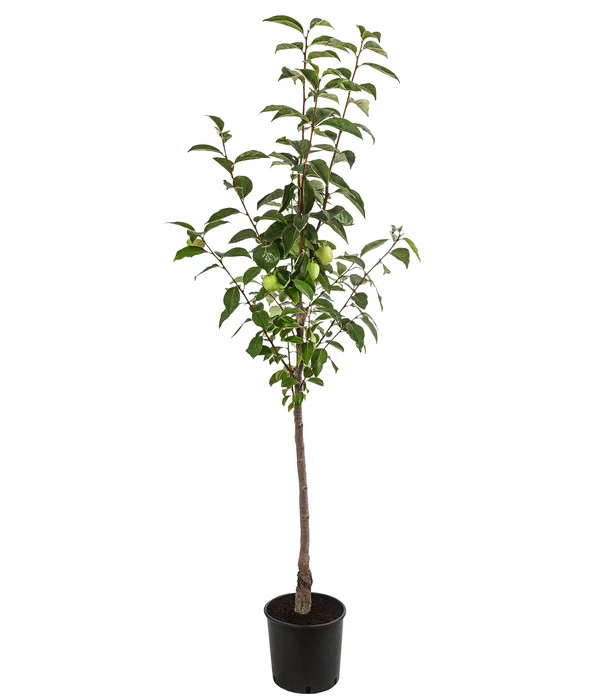 Kaki 'Ragno' – Bild 2