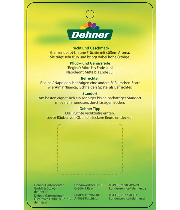 Kirschen-Duo 'Regina/Napoleon' â Bild 6