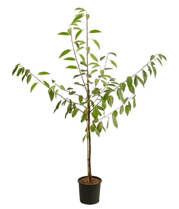 Kirschen-Duo 'Regina/Napoleon' â Bild 2