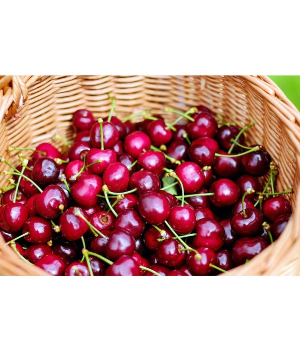 Kirschen-Duo 'Regina/Napoleon' â Bild 3