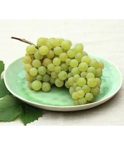 Tafeltraube 'Stefanie'