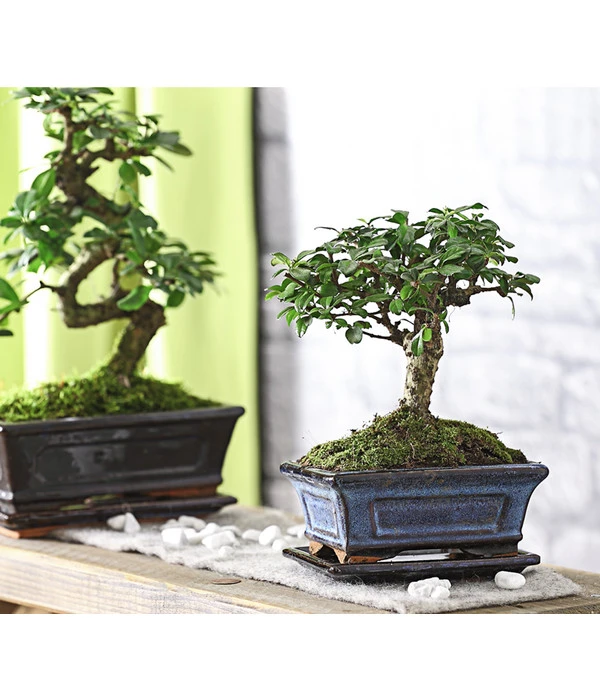 Bonsai Fukientee - Carmona Microphylla, Kugelförmig, 6 Jahre – Bild 2