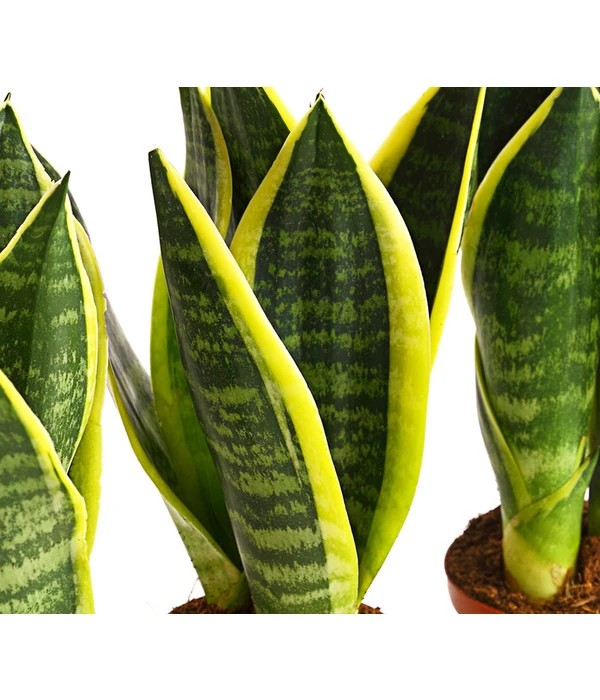 Bogenhanf - Sansevieria Trifasciata, 3er-Set – Bild 3