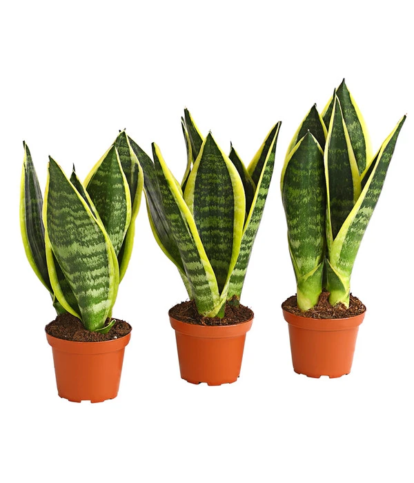 Bogenhanf - Sansevieria Trifasciata, 3er-Set