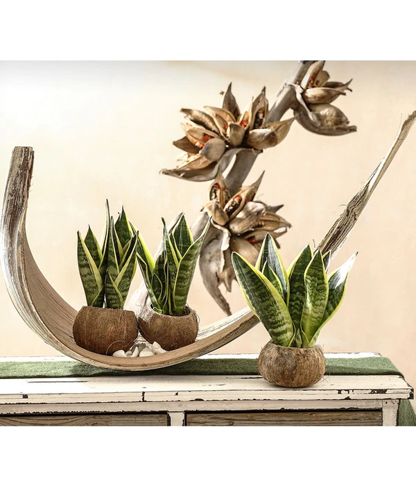 Bogenhanf - Sansevieria Trifasciata, 3er-Set – Bild 2