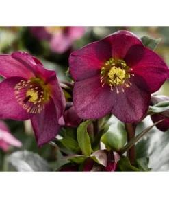 Schneerose 'Ice N' Roses® Red' - Helleborus Gold Collection®
