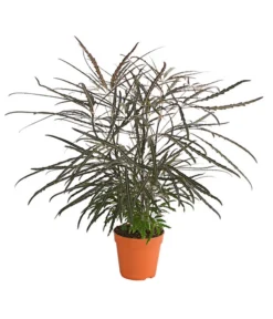 Fingeraralie - Schefflera Elegantissima