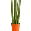 Bogenhanf - Sansevieria Cylindrica 'Straight'