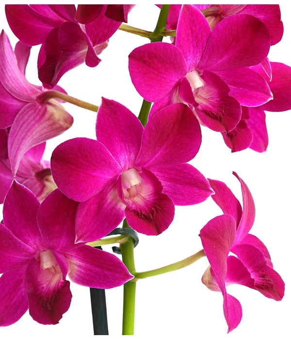 Dendrobium - Dendrobium Cultivaris, Verschiedene Sorten – Bild 2