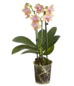 Duft-Schmetterlingsorchidee - Phalaenopsis Cultivaris 'Liodoro'
