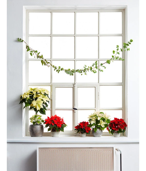 Weihnachtsstern - Euphorbia Pulcherrima, StĂ€mmchen â Bild 2