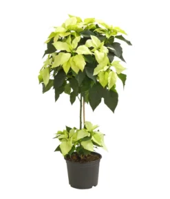 Weihnachtsstern - Euphorbia Pulcherrima, Stämmchen