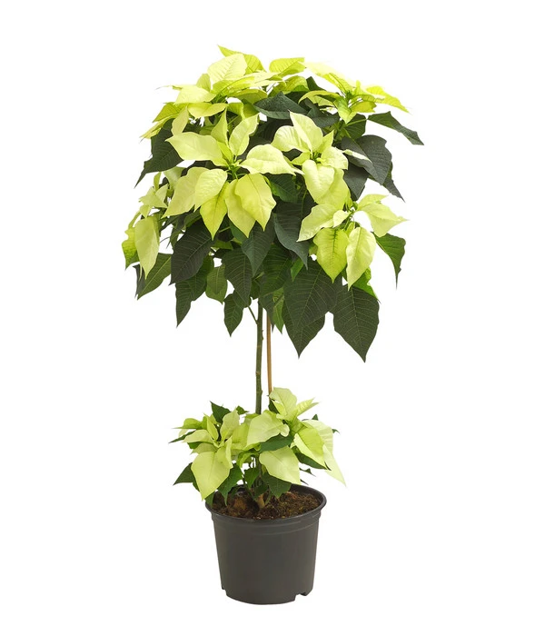 Weihnachtsstern - Euphorbia Pulcherrima, StÀmmchen