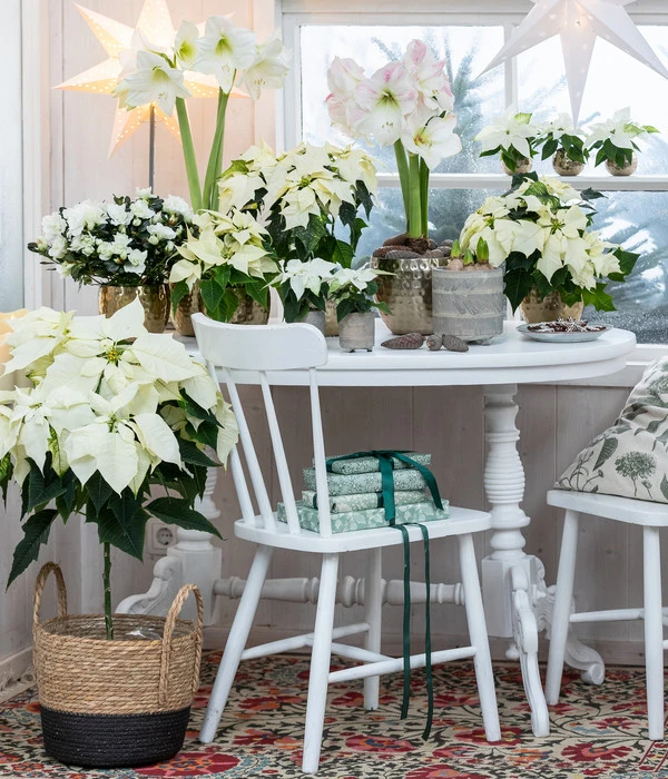 Weihnachtsstern - Euphorbia Pulcherrima, StĂ€mmchen â Bild 3