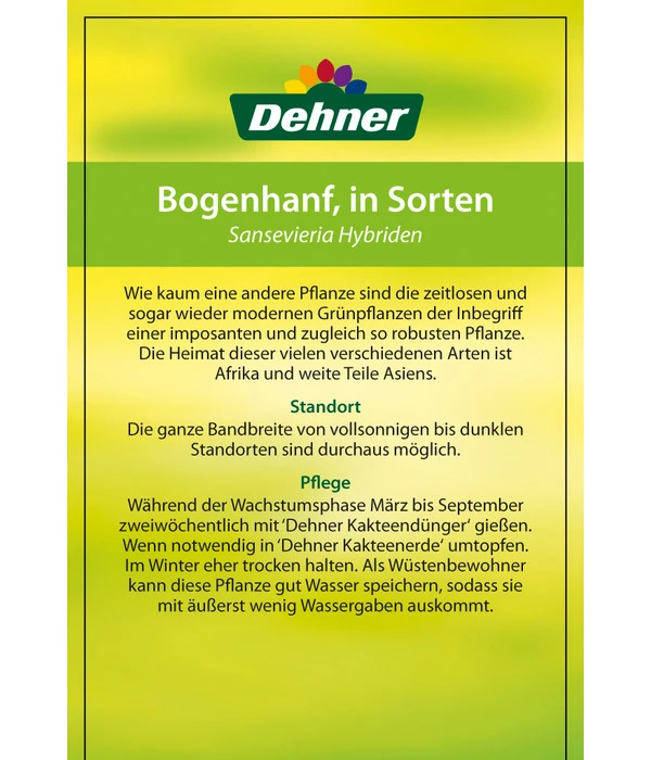 Bogenhanf - Sansevieria Cylindrica 'Mikado' – Bild 6