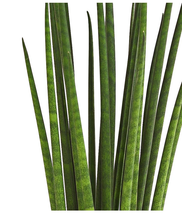 Bogenhanf - Sansevieria Cylindrica 'Mikado' – Bild 2