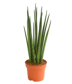 Bogenhanf - Sansevieria Cylindrica 'Mikado'