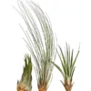 XXL Tillandsien-Set - Tillandsia Hybride, 3-teilig