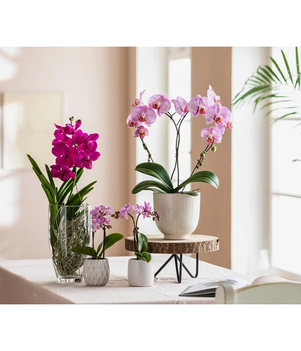 Orchidee - Vanda Cultivars 'Vanda', Im Glas – Bild 3
