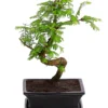 Outdoor-Bonsai Urweltmammutbaum - Metasequoia Glyptostroboides