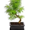 Outdoor-Bonsai Goldlärche - Pseudolarix Amabilis