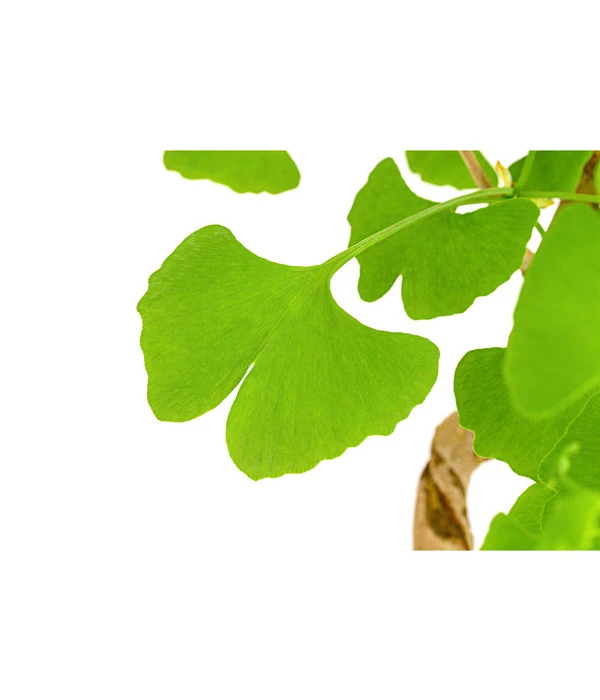 Outdoor-Bonsai Ginkgobaum - Ginkgo Biloba – Bild 2