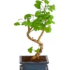 Outdoor-Bonsai Ginkgobaum - Ginkgo Biloba