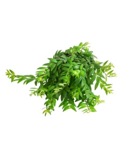 Schamblume - Aeschynanthus Japhrolepis