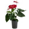 Flamingoblume - Anthurium Andreanum, Hydrokultur
