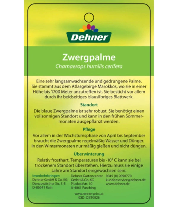 Blaue Zwergpalme – Bild 4