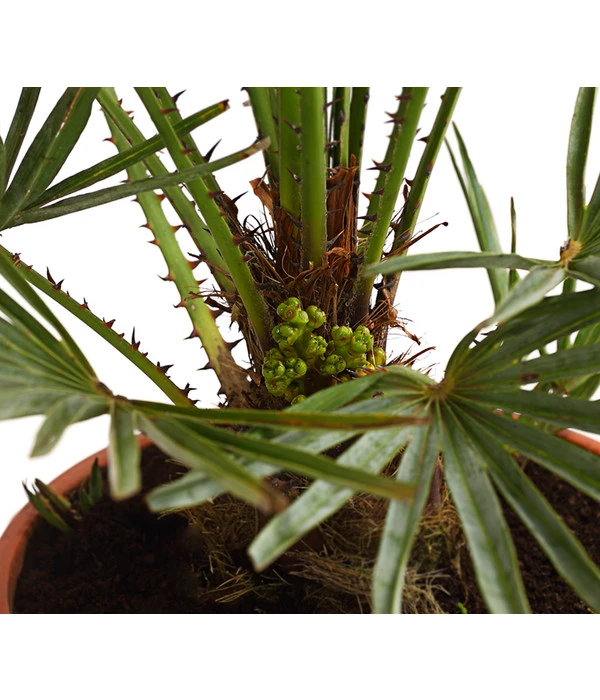 Blaue Zwergpalme – Bild 2