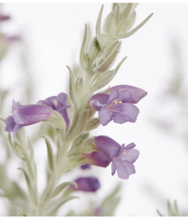 Emustrauch – Bild 2