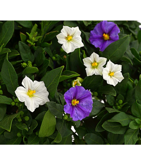 Enzianstrauch-Duo, Stämmchen – Bild 3