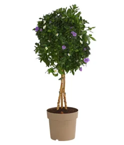 Enzianstrauch-Duo, Stämmchen