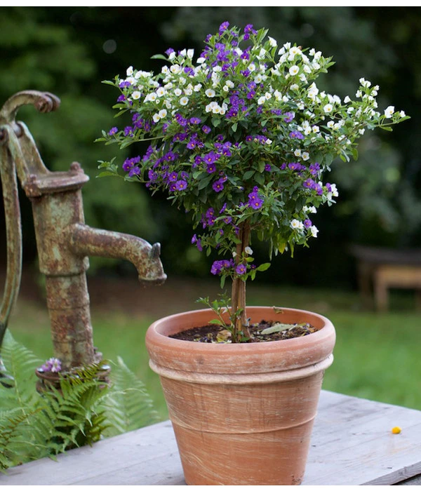 Enzianstrauch-Duo, Stämmchen – Bild 2