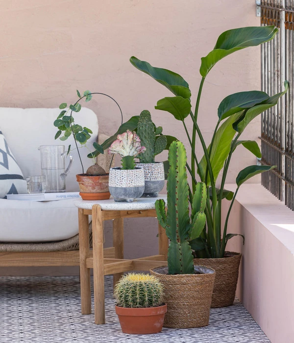 Feigenkaktus - Opuntia Consolea – Bild 2