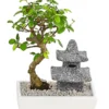Bonsai Mit Buddha/Pagode, Verschiedene Sorten