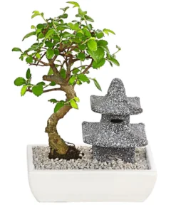 Bonsai Mit Buddha/Pagode, Verschiedene Sorten