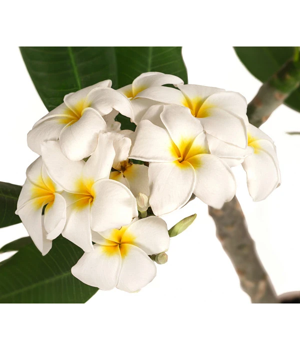 Frangipani - Plumeria Alba – Bild 2