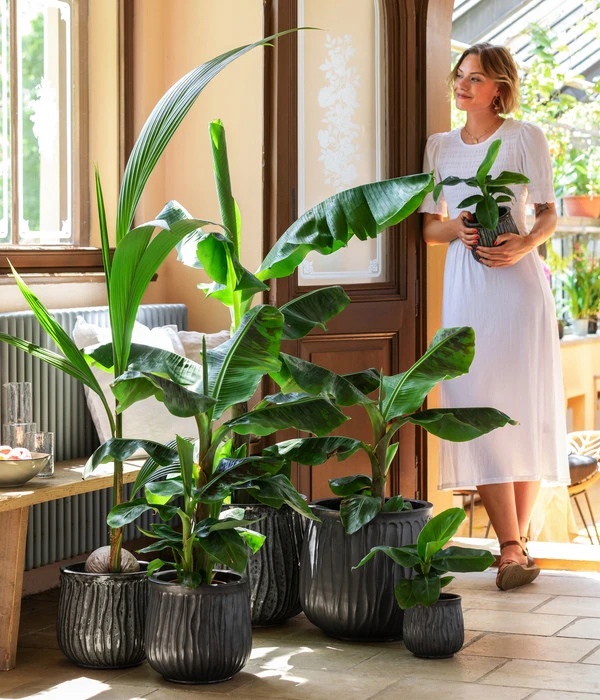 Kokospalme - Cocos Nucifera – Bild 2