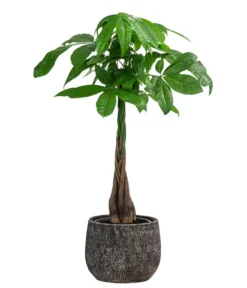 GlĂĽckskastanie - Pachira Aquatica, In Keramik